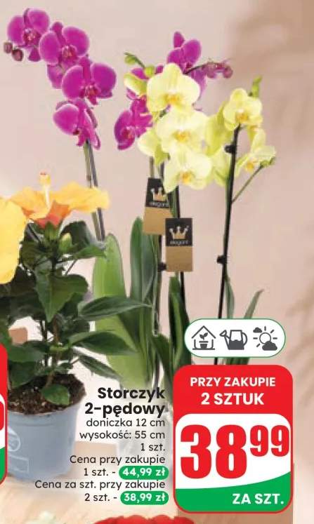 Storczyk 2-pędowy