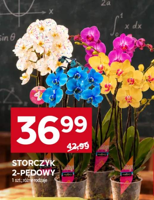 Storczyk 2-pędowy
