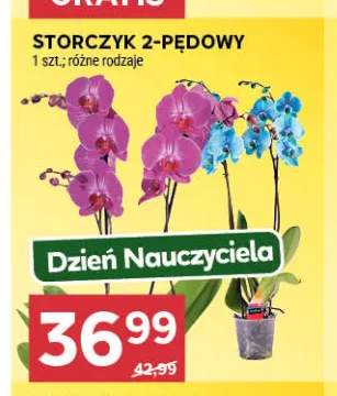 Storczyk 2-pędowy