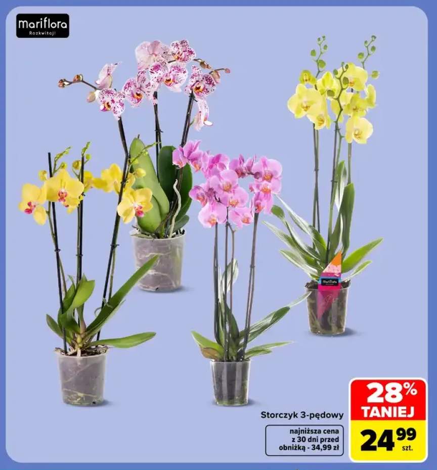 Storczyk 3-pędowy Mariflora