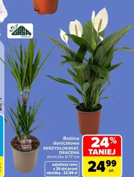 Roślina doniczkowa Dracena doniczka Ø 17 cm Zasa Group +1 wariant