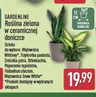 Roślina zielona w ceramicznej doniczce wężownica Whitney Gardenline +6 wariantów
