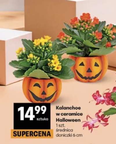 Kalanchoe w ceramice Halloween