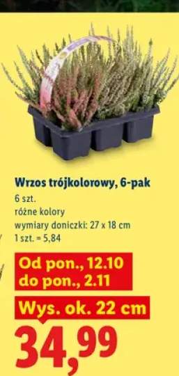 Wrzos trójkolorowy 6-pak