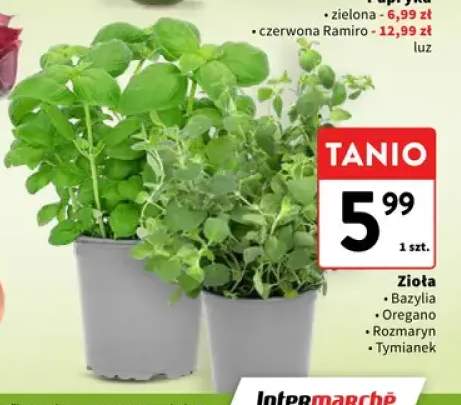Zioła bazylia +3 warianty