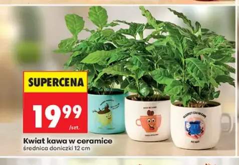 Kwiat kawa w ceramice 12 cm