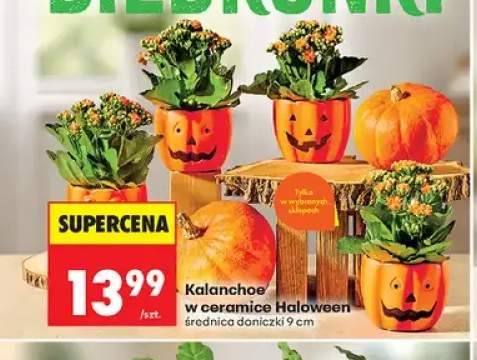 Kalanchoe w ceramice Haloween