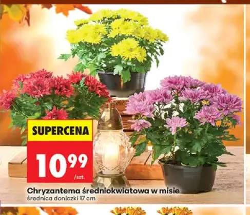 Chryzantema średniokwiatowa w misie