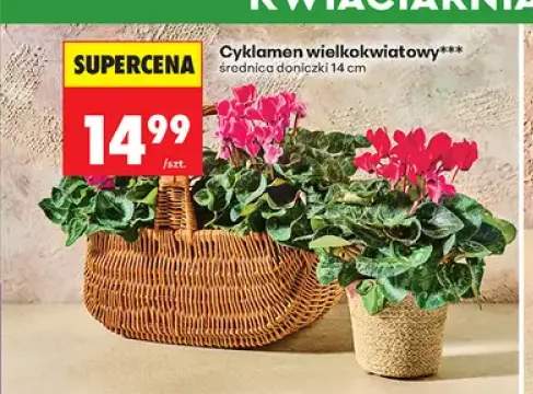 Cyklamen wielkokwiatowy