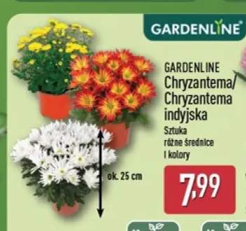 Chryzantema Gardenline +1 wariant