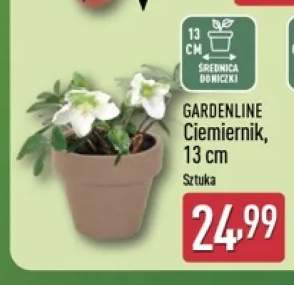 Ciemiernik 13 cm Gardenline