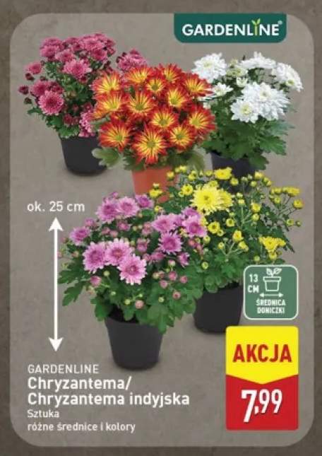 Chryzantema Gardenline +1 wariant