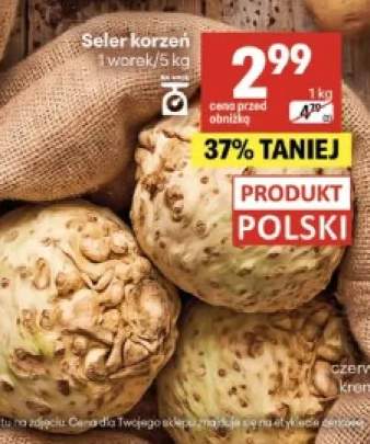 Seler korzeń