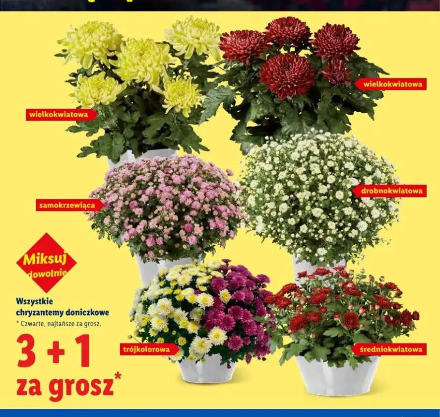 Chryzantema doniczkowa drobnokwiatowa +5 wariantów