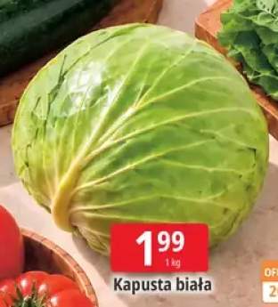 Kapusta biała