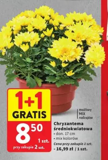 Chryzantema średniokwiatowa