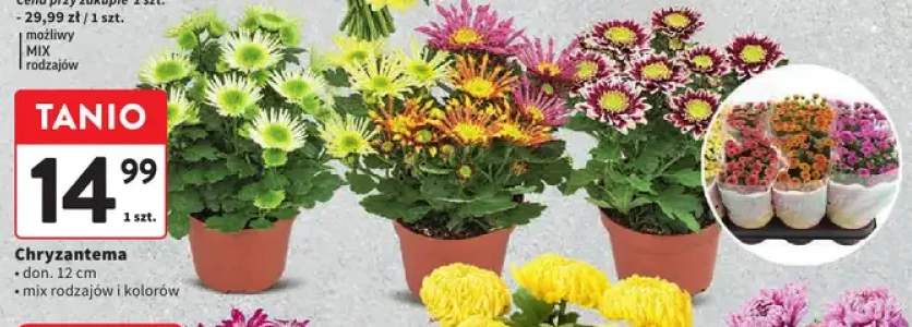 Chryzantema don. 12 cm