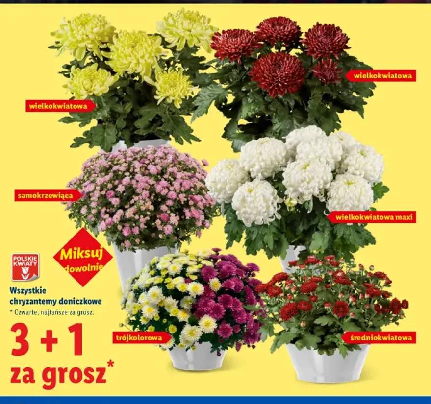 Chryzantemy doniczkowe +5 wariantów