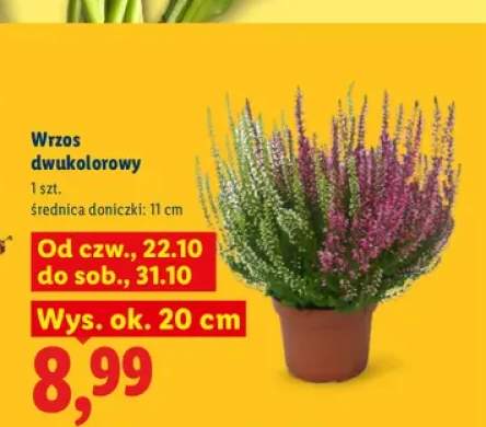 Wrzos dwukolorowy
