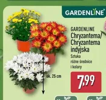 Chryzantema Gardenline +1 wariant
