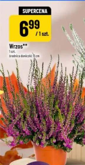 Wrzos