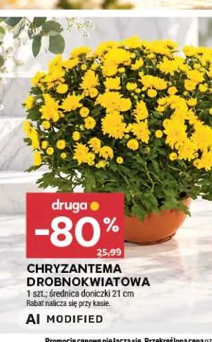 Chryzantema drobnokwiatowa średnica doniczki 21 cm