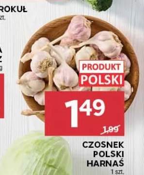 Czosnek polski Harnaś