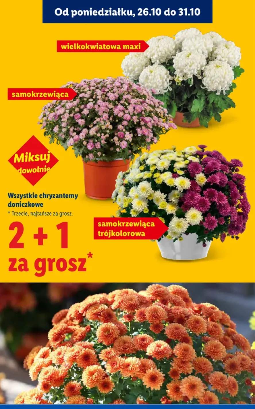 Chryzantemy doniczkowe +3 warianty