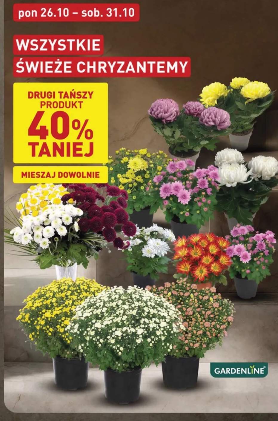 Świeże chryzantemy Gardenline