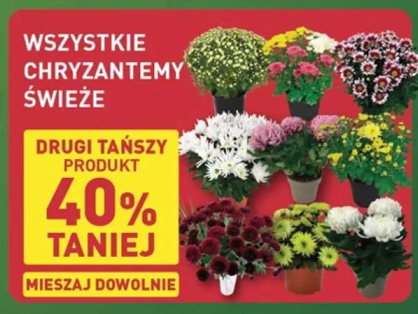 Chryzantemy świeże