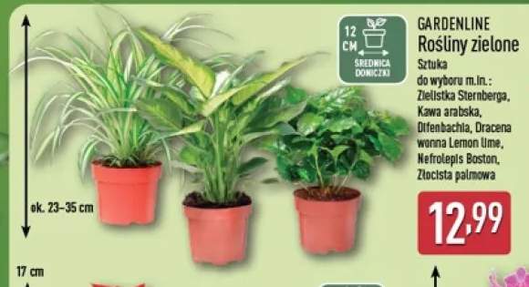 Rośliny zielone Zielistka Sternberga Gardenline +5 wariantów