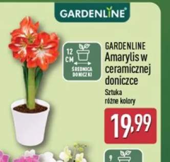 Amarylis w ceramicznej doniczce Gardenline