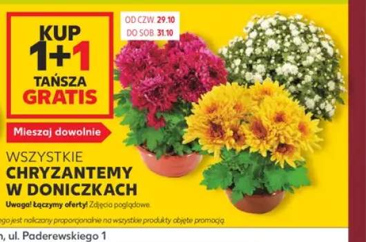 Chryzantemy w doniczkach