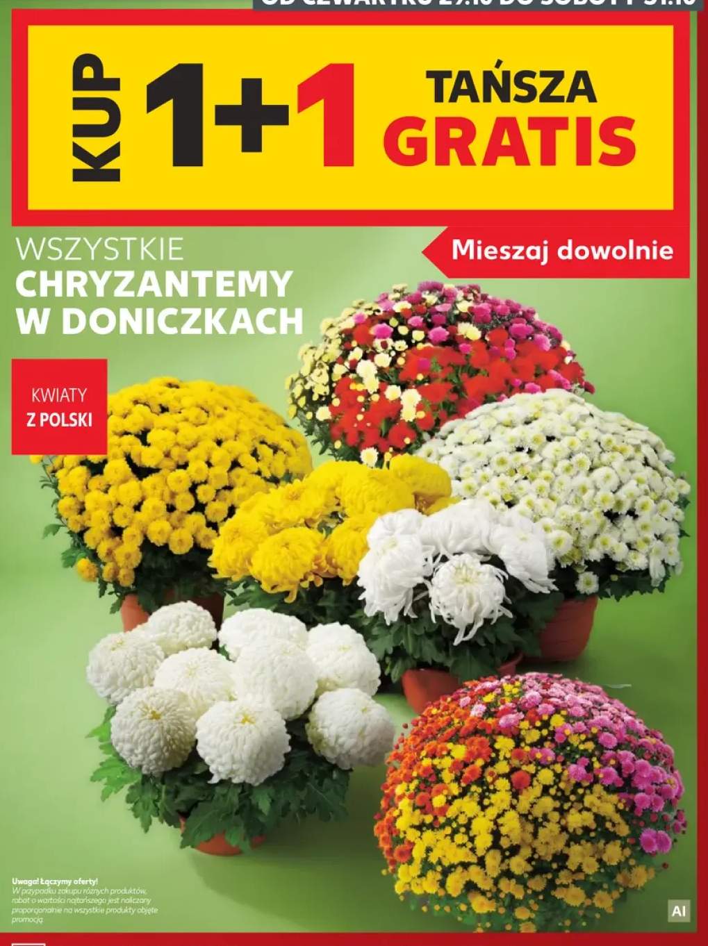 Chryzantemy w doniczkach
