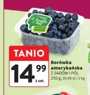Borówka amerykańska Z Sadów i Pól