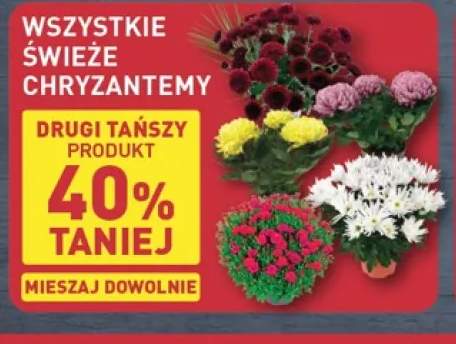 Świeże chryzantemy