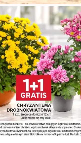 Chryzantema drobnokwiatowa