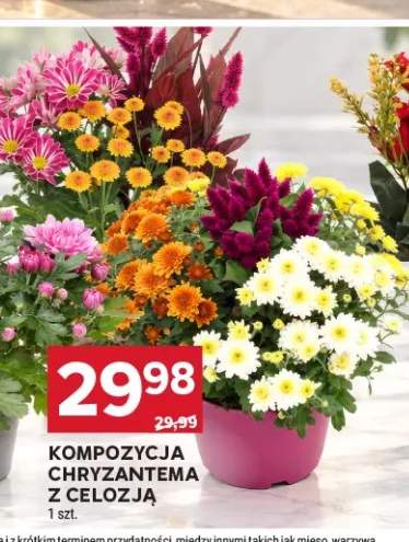chryzantema