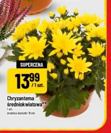 chryzantema