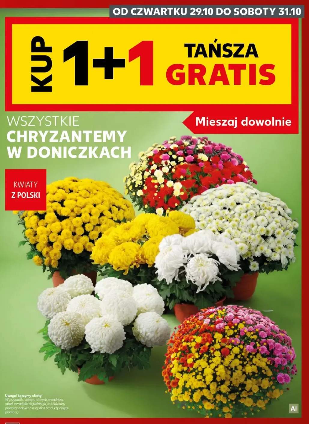 Chryzantemy w doniczkach