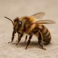 Bee.pl