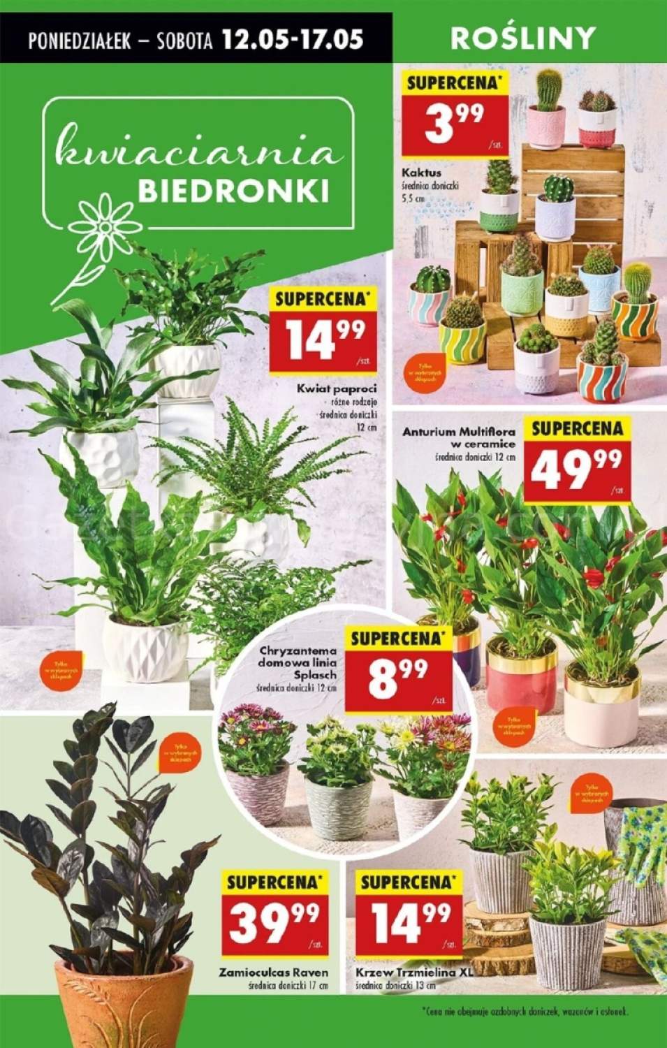 chryzantema