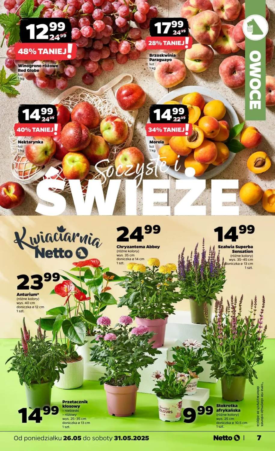 szałwia w doniczce