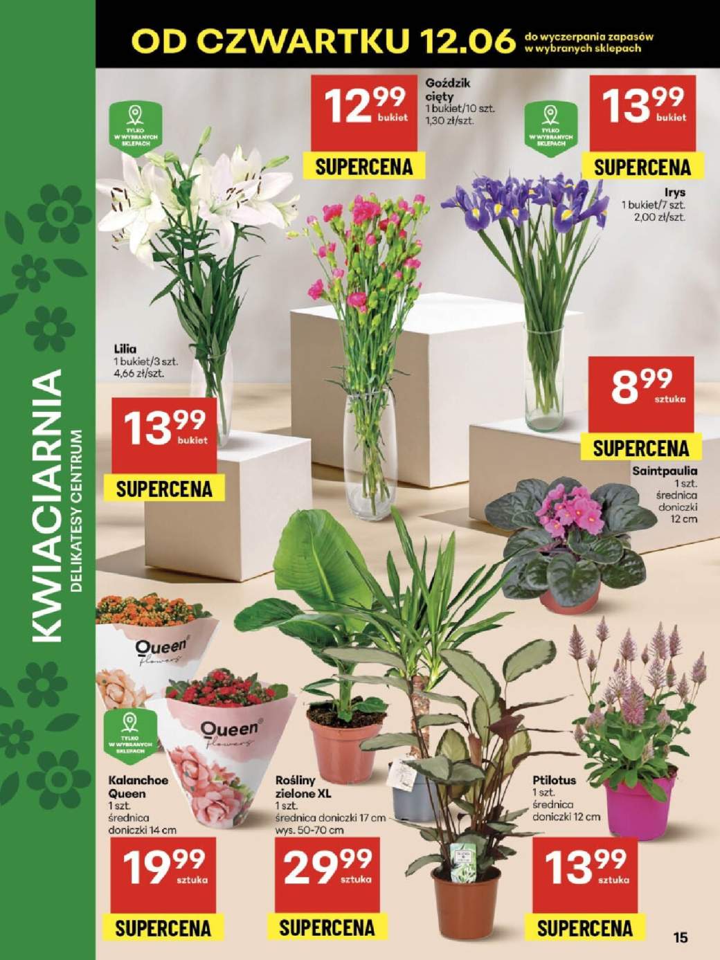 kalanchoe
