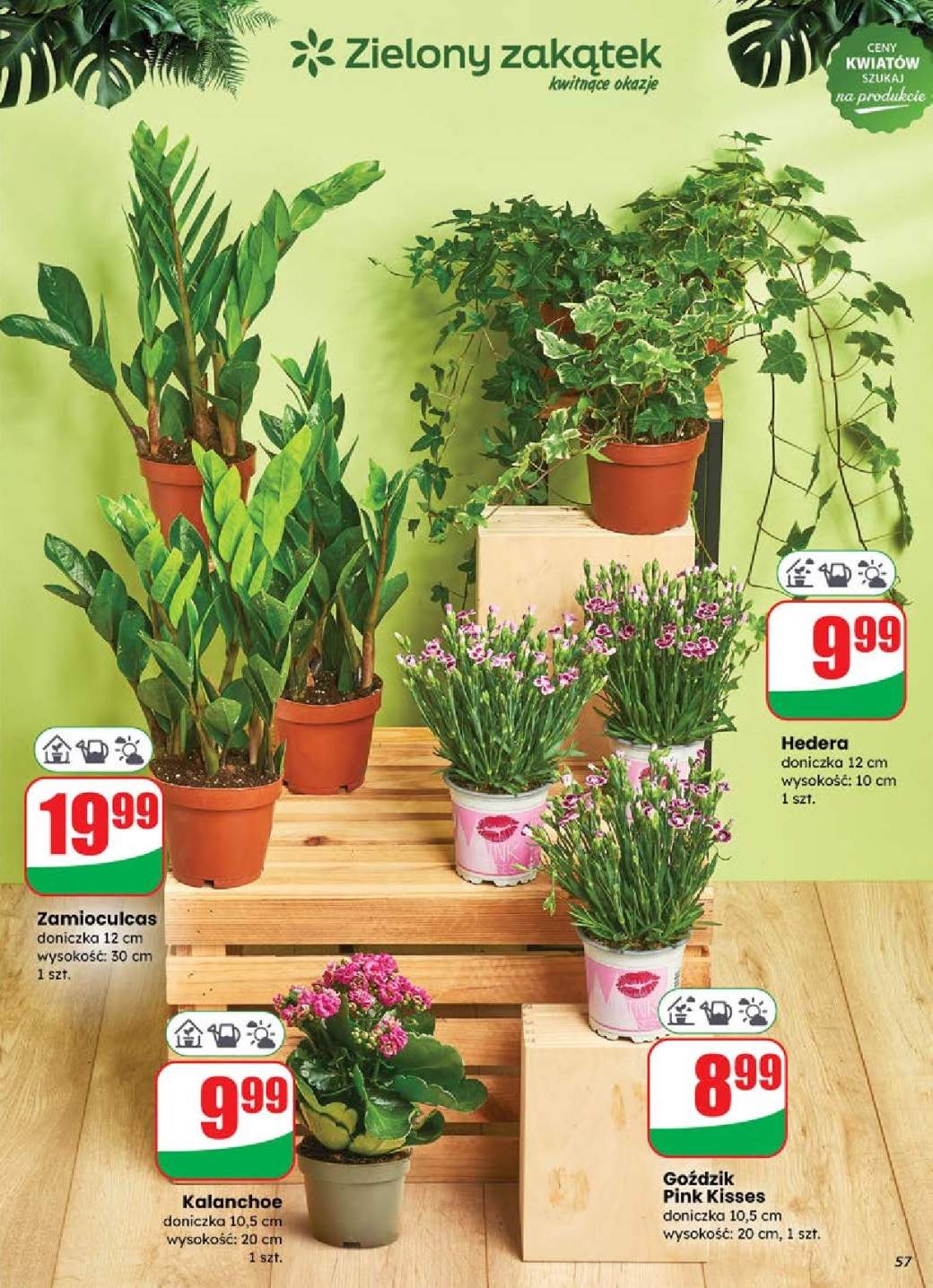 kalanchoe
